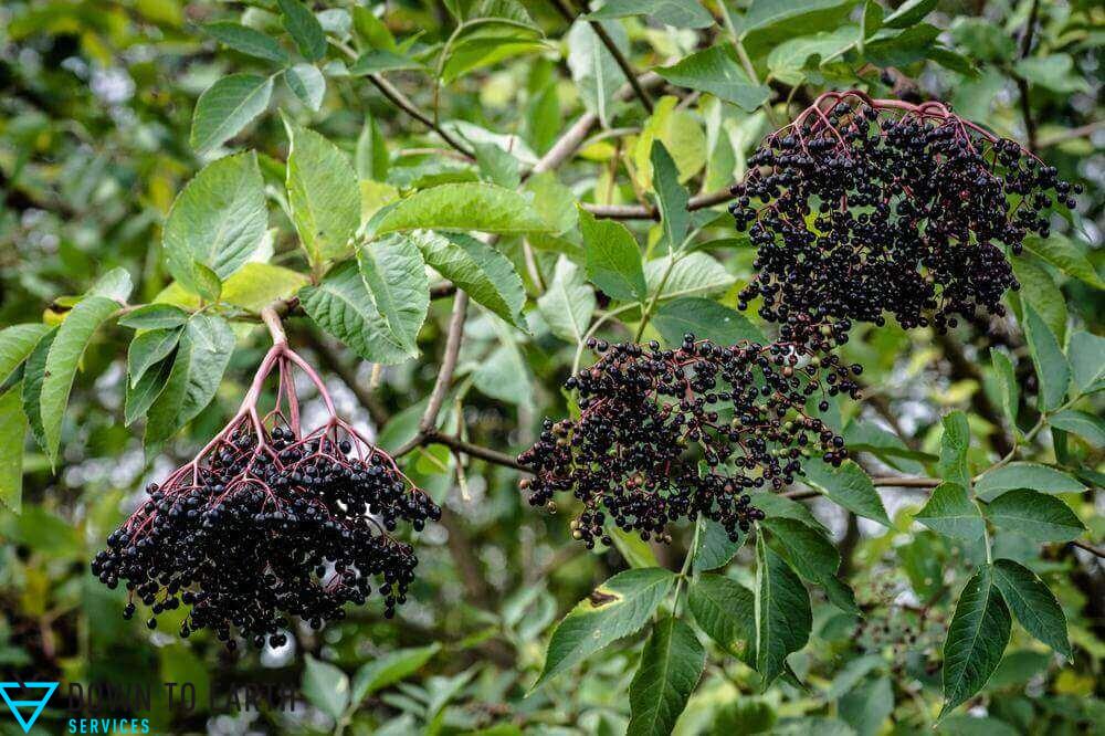 elderberries wild edibles